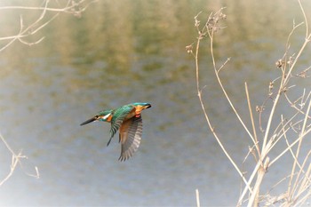 カワセミ 見沼たんぼ 2021年3月16日(火)