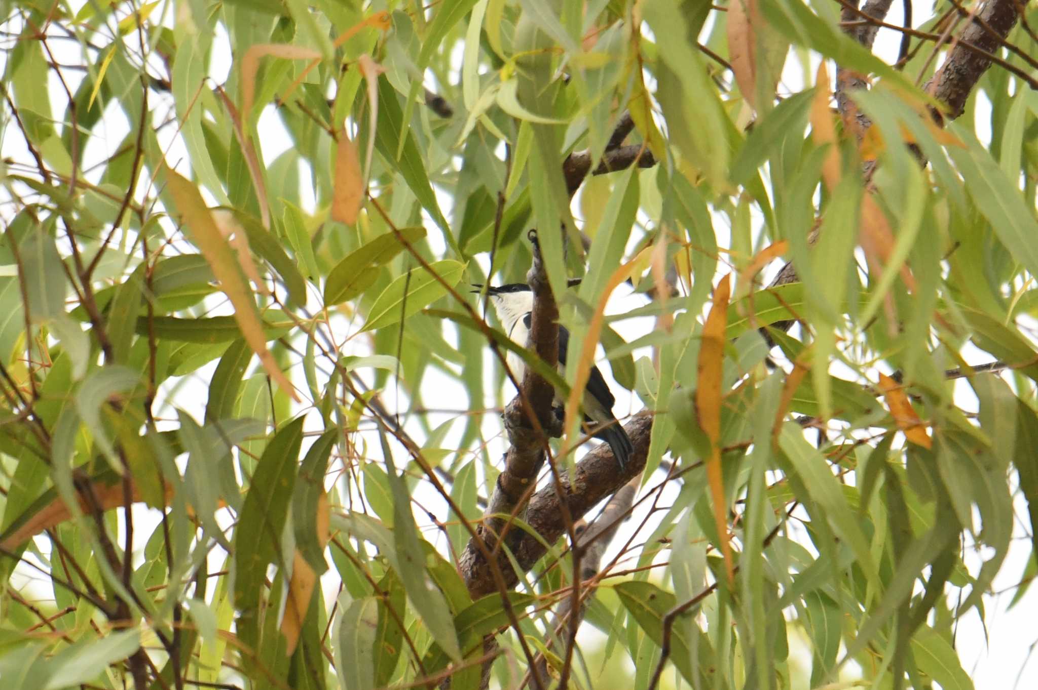 Banded Honeyeater