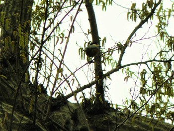 Varied Tit 大磯城山公園 Sat, 3/6/2021