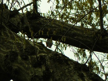 Varied Tit 大磯城山公園 Sat, 3/6/2021