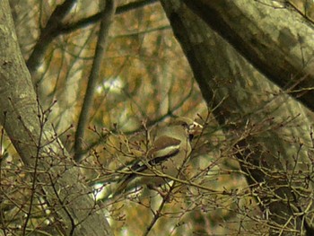 Hawfinch 大磯城山公園 Sat, 3/6/2021