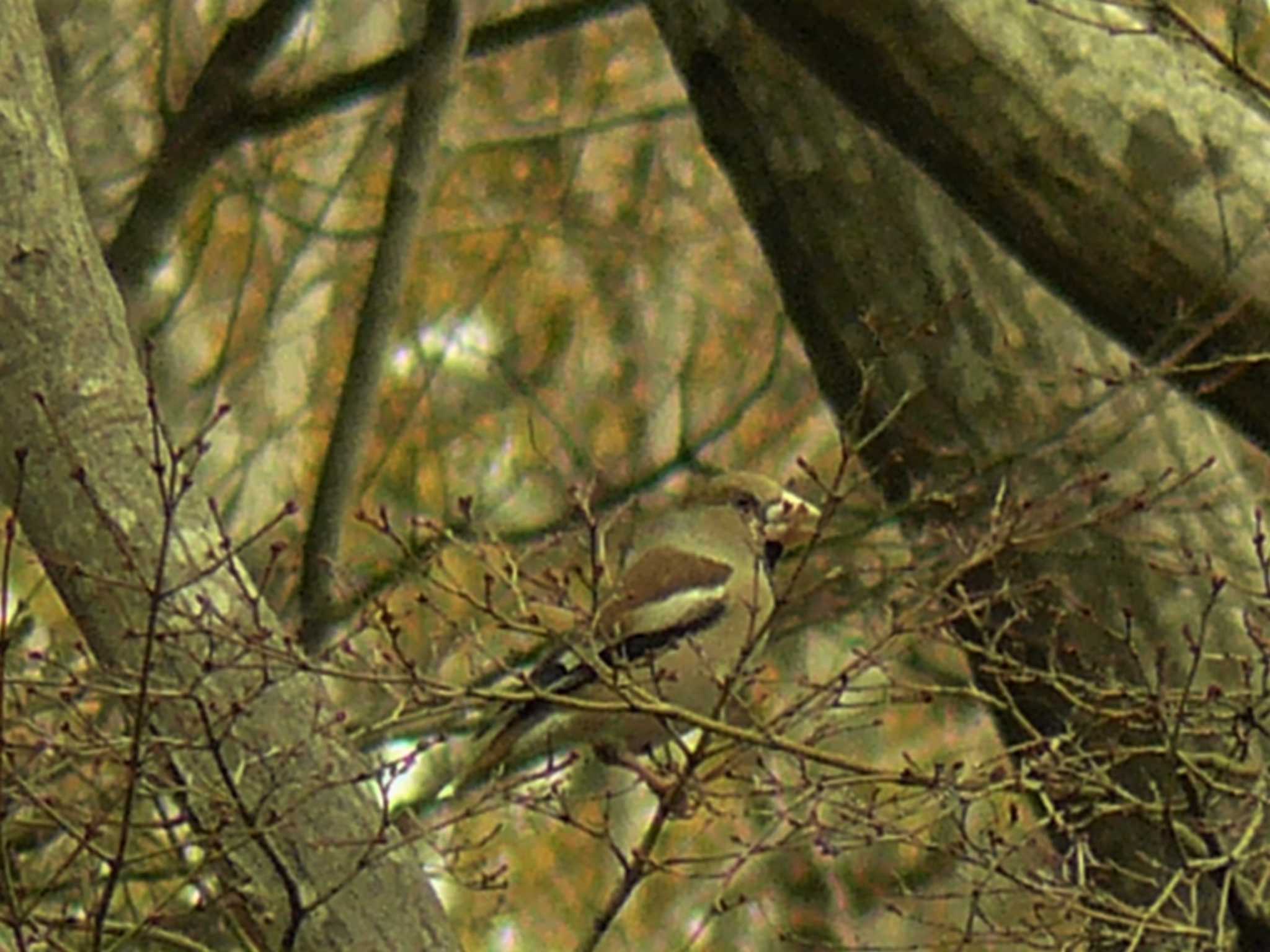 Hawfinch