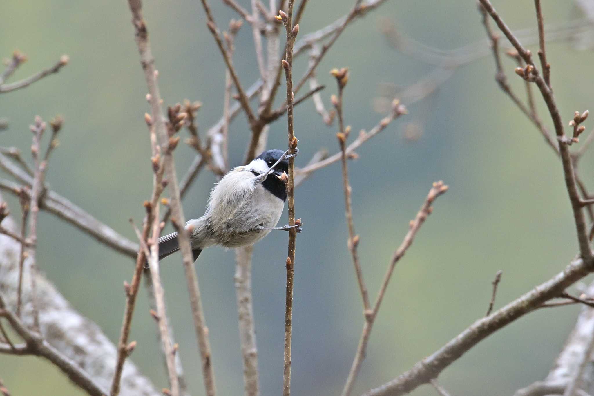 早戸川林道 ヒガラの写真 by Tosh@Bird