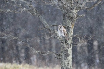 Ural Owl Unknown Spots Fri, 1/1/2021