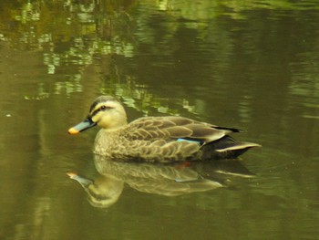 Sun, 3/7/2021 Birding report at 衣笠山公園