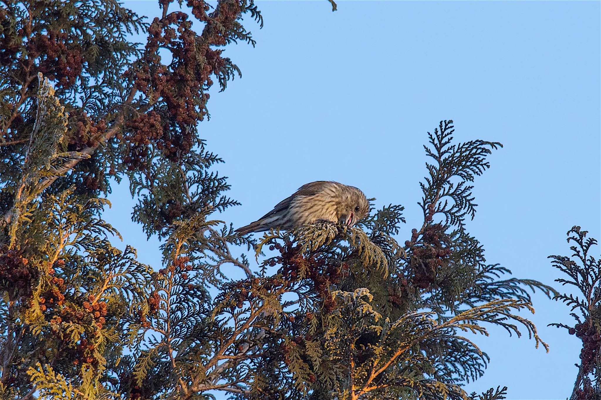 イスカ幼鳥