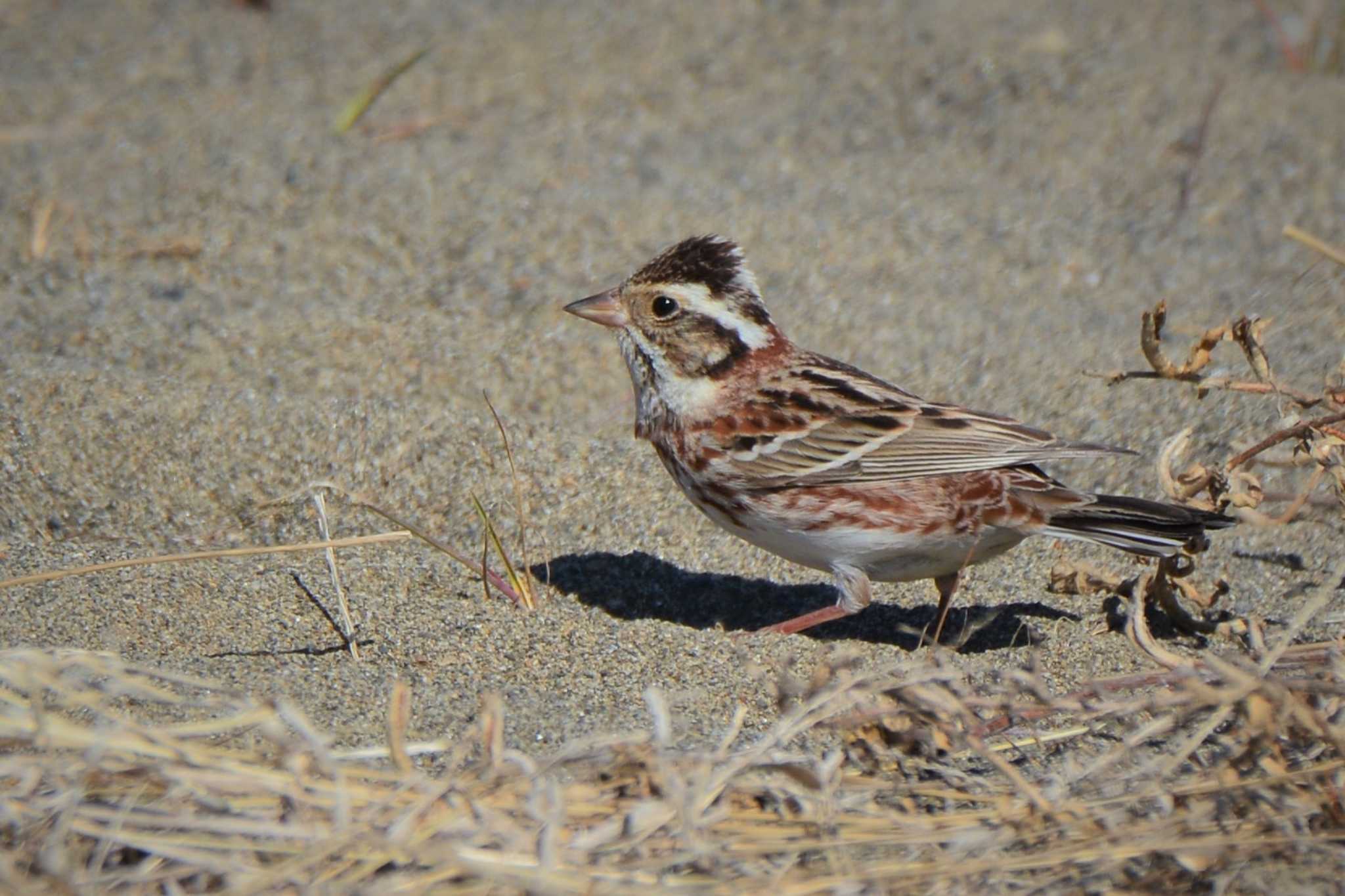 Rustic Bunting