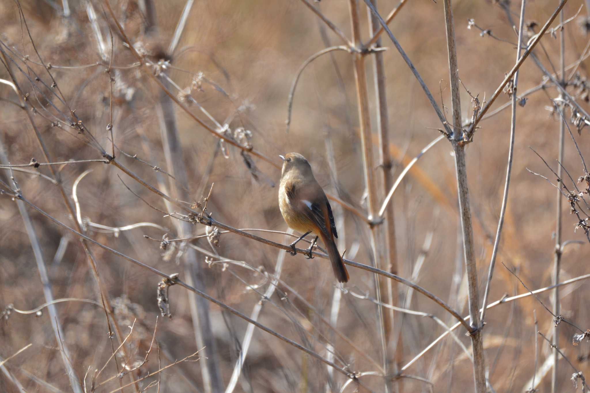 Daurian Redstart