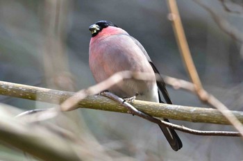 Eurasian Bullfinch Hayatogawa Forest Road Sat, 3/11/2017