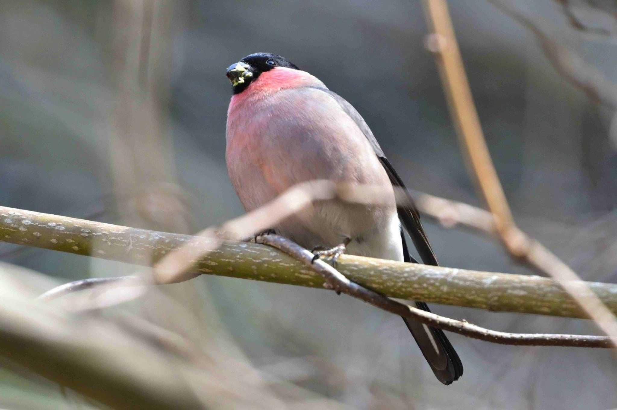 Photo of Eurasian Bullfinch at Hayatogawa Forest Road by やなさん