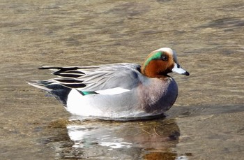 Eurasian Wigeon 兵庫県西宮市 御前浜 Sun, 12/25/2016