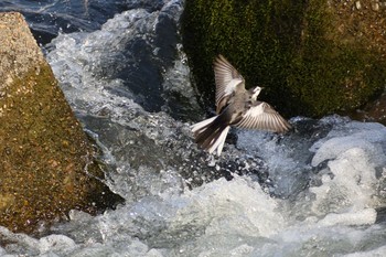 2021年3月15日(月) 庄内川の野鳥観察記録