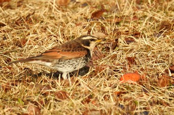 Dusky Thrush 山田池公園 Sat, 1/28/2017