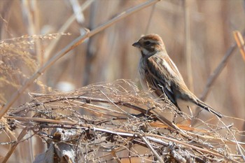 2021年3月3日(水) 多摩川二ヶ領上河原堰の野鳥観察記録