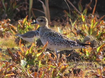 Tue, 3/16/2021 Birding report at 与根の三角池