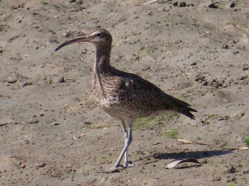 チュウシャクシギ 与根の三角池 2021年3月16日(火)