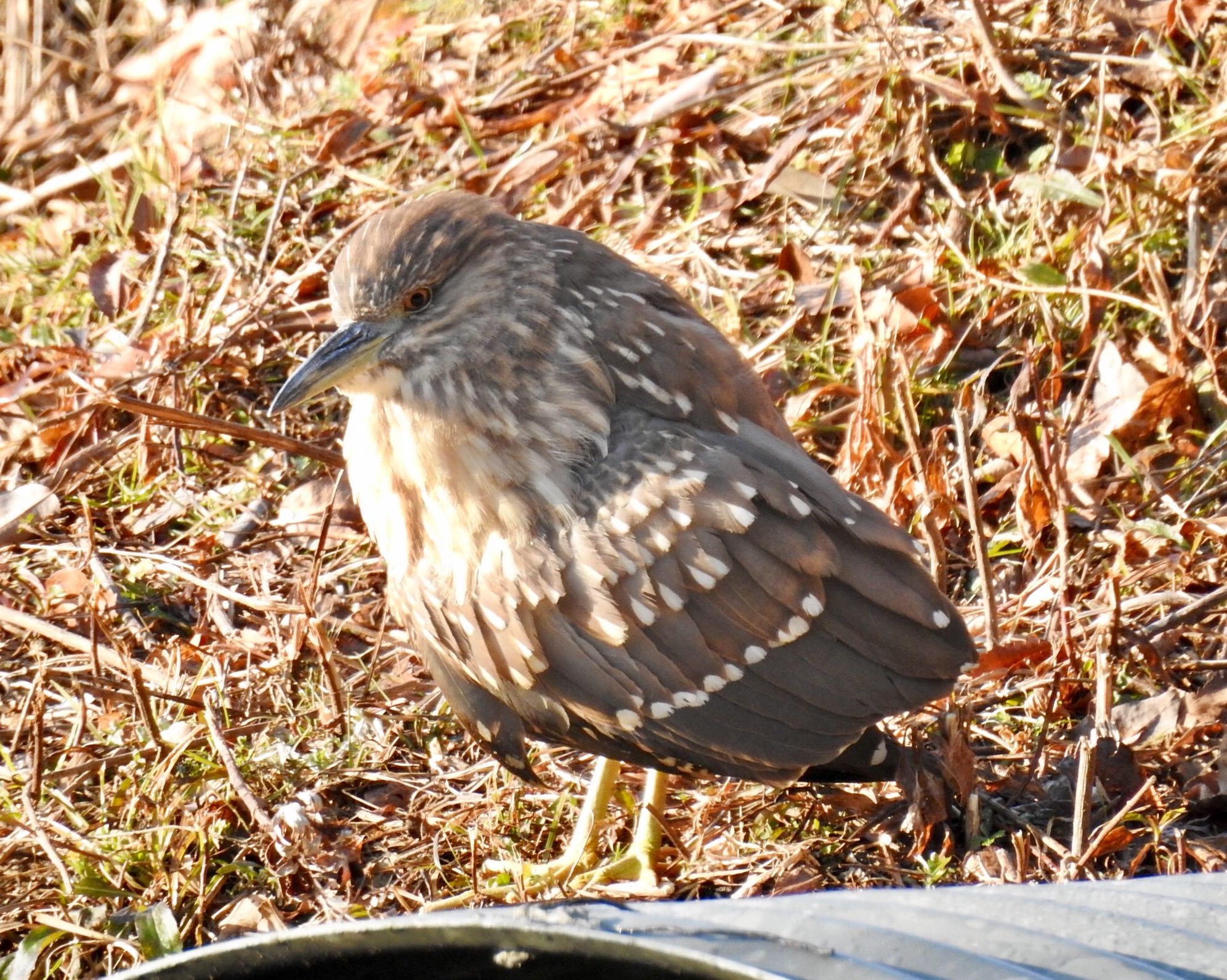 山田池公園 ゴイサギ(幼鳥)