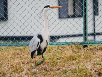 アオサギ 愛知県、豊橋市 2021年3月7日(日)