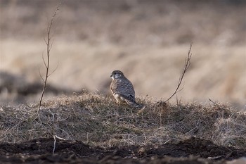 コチョウゲンボウ 長野県 2017年2月1日(水)