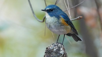 Red-flanked Bluetail 東京都多摩地域 Thu, 12/24/2020