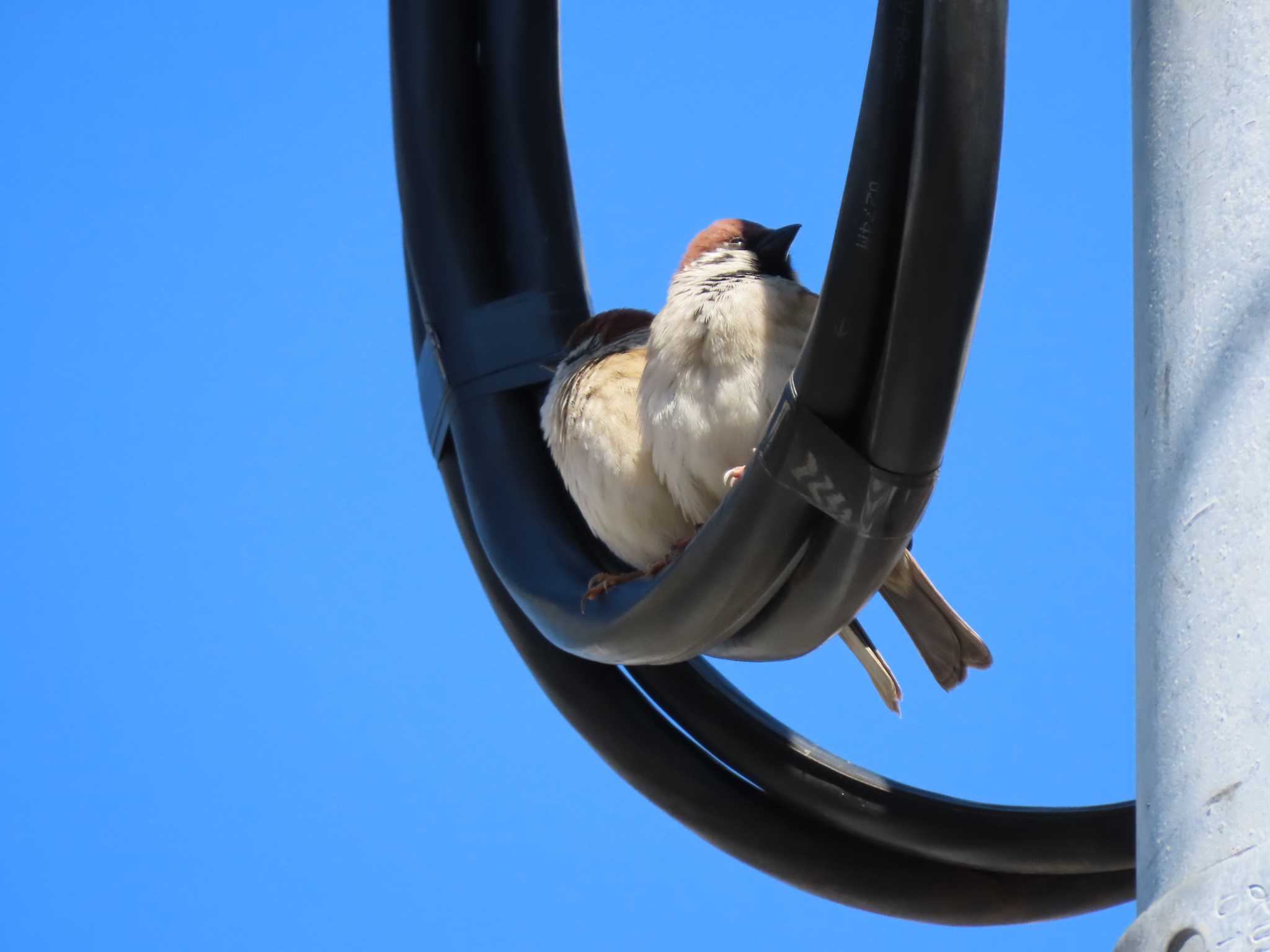 Eurasian Tree Sparrow