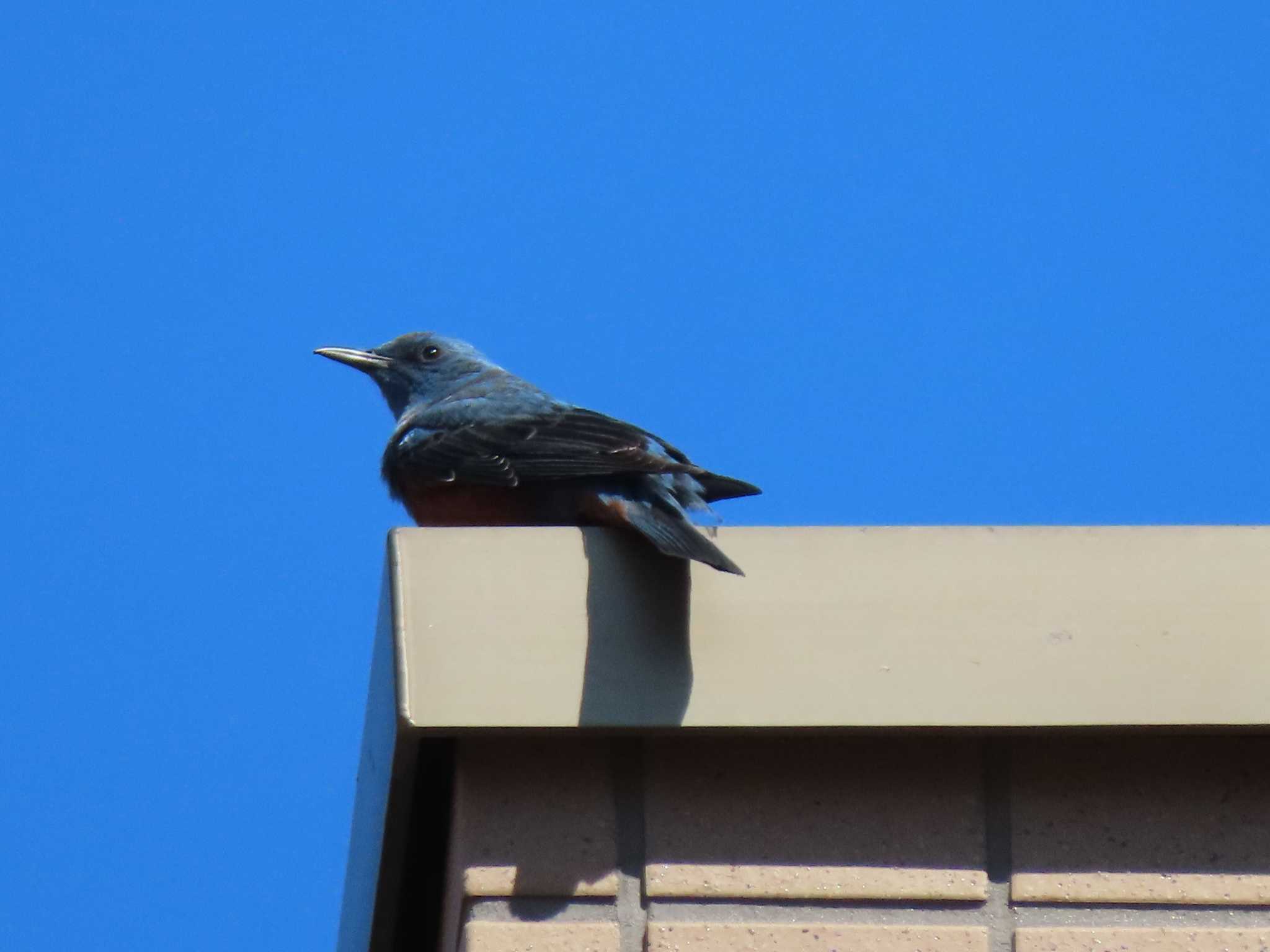 Blue Rock Thrush