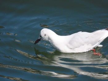 ユリカモメ 東品川海上公園(東京都品川区) 2021年3月15日(月)