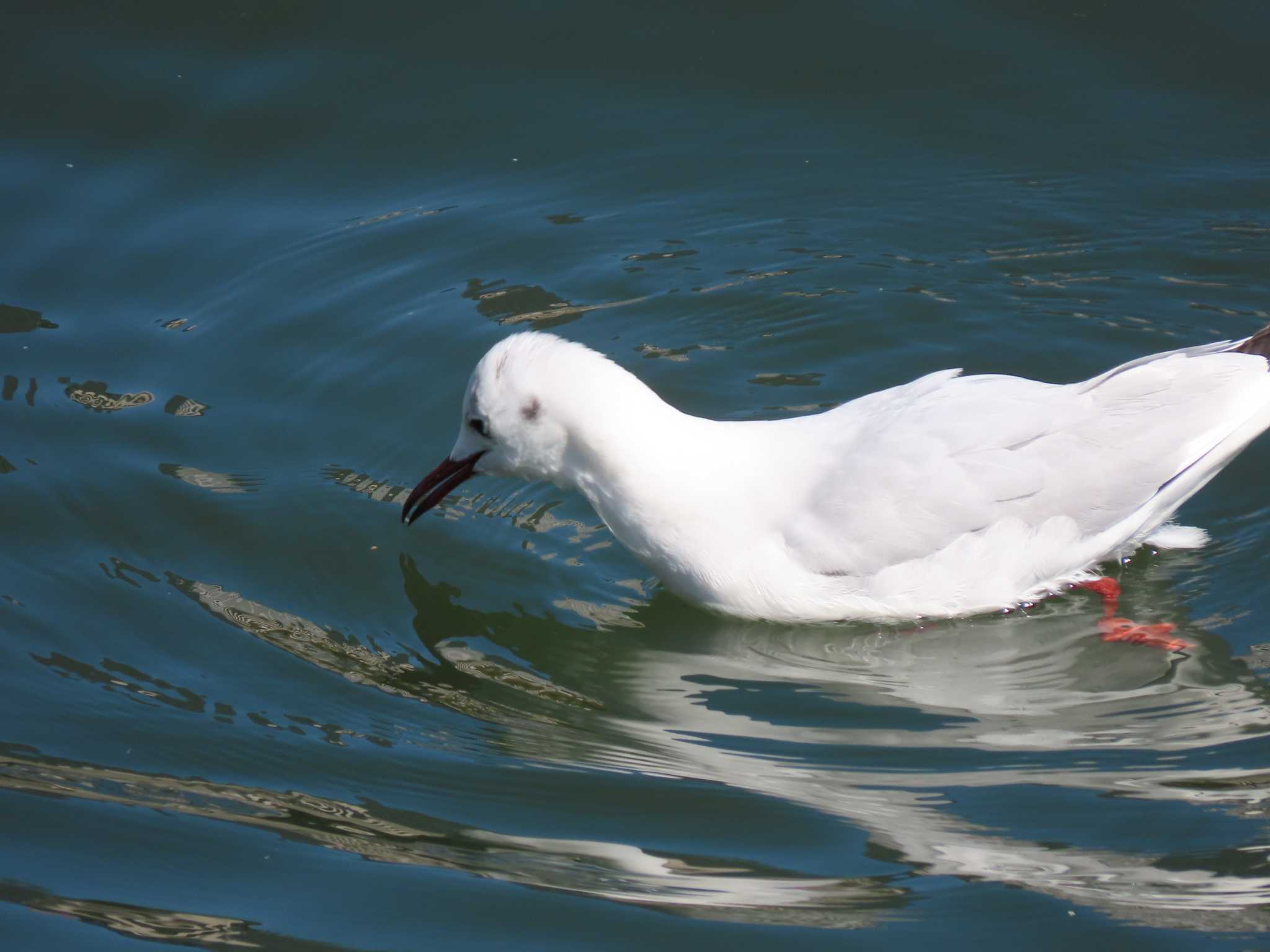 Black-headed Gull