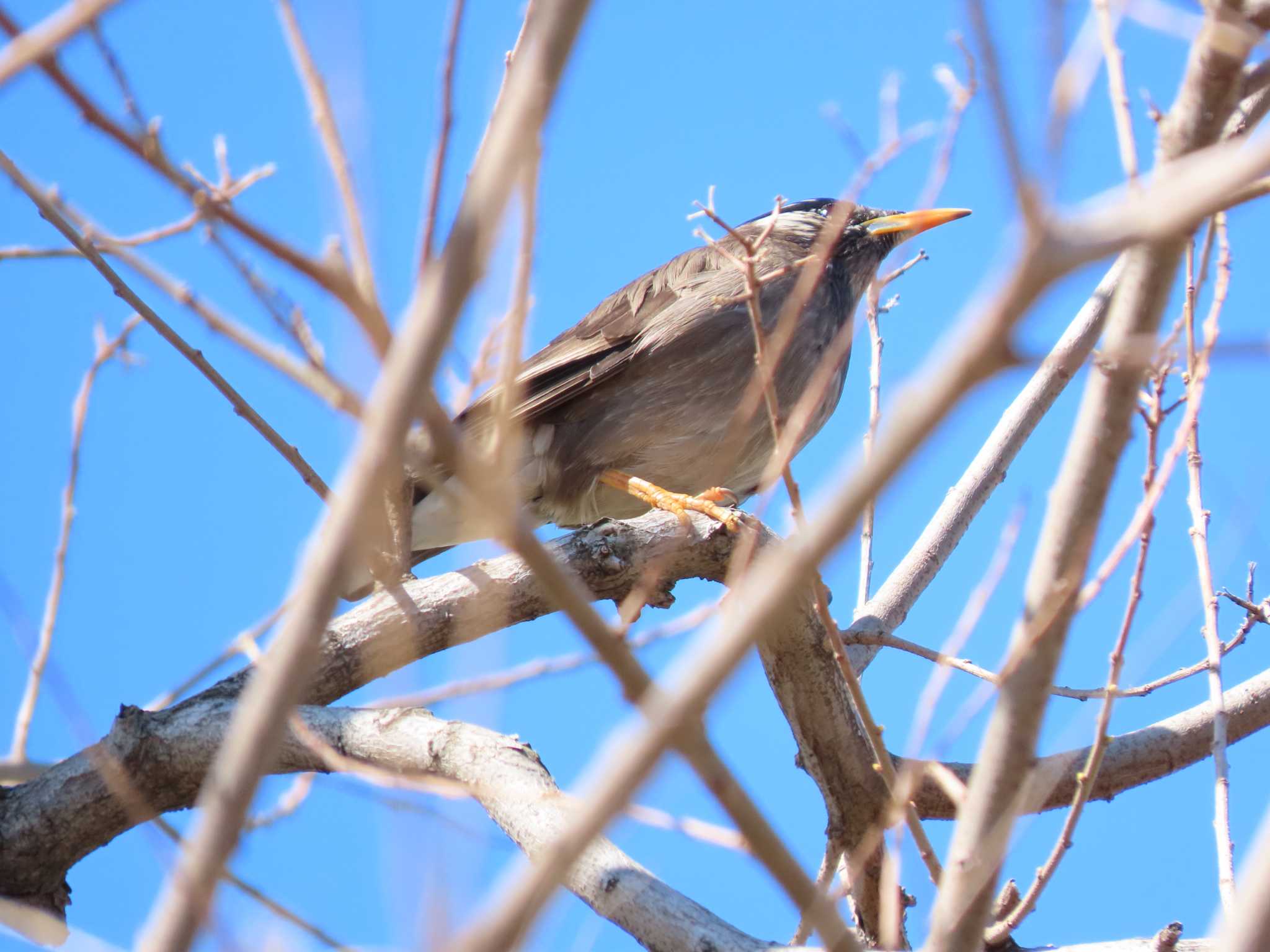 White-cheeked Starling