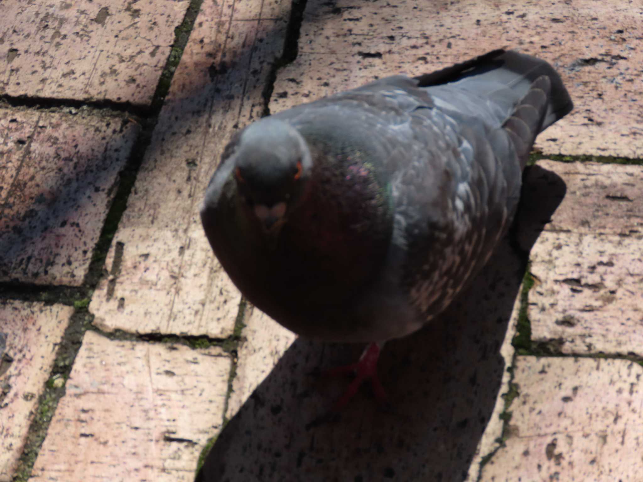 Rock Dove