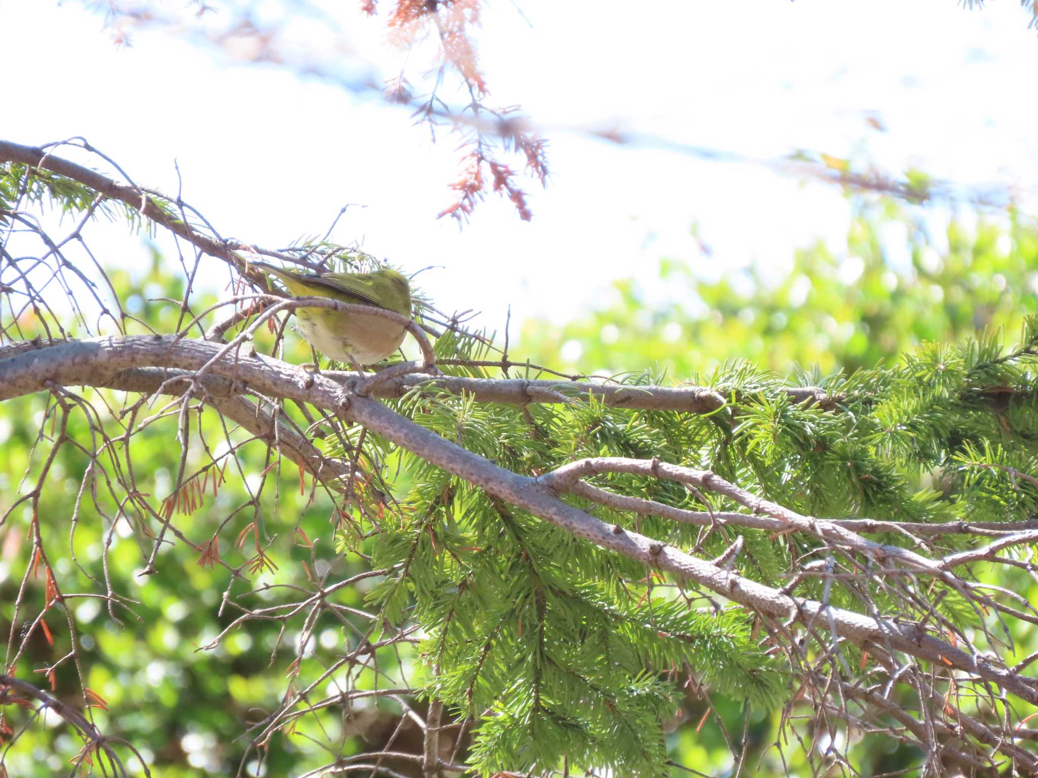 Warbling White-eye