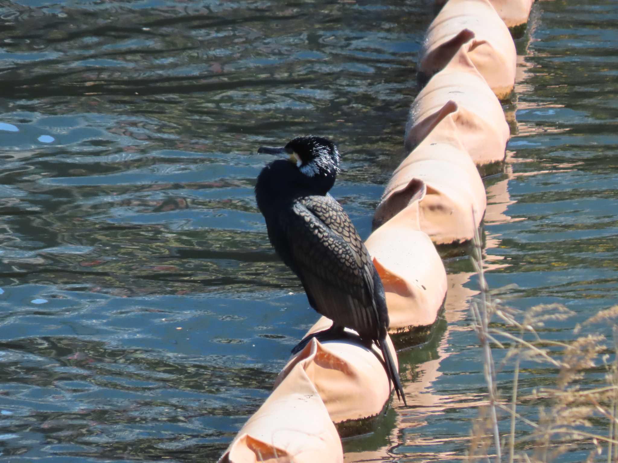 Great Cormorant