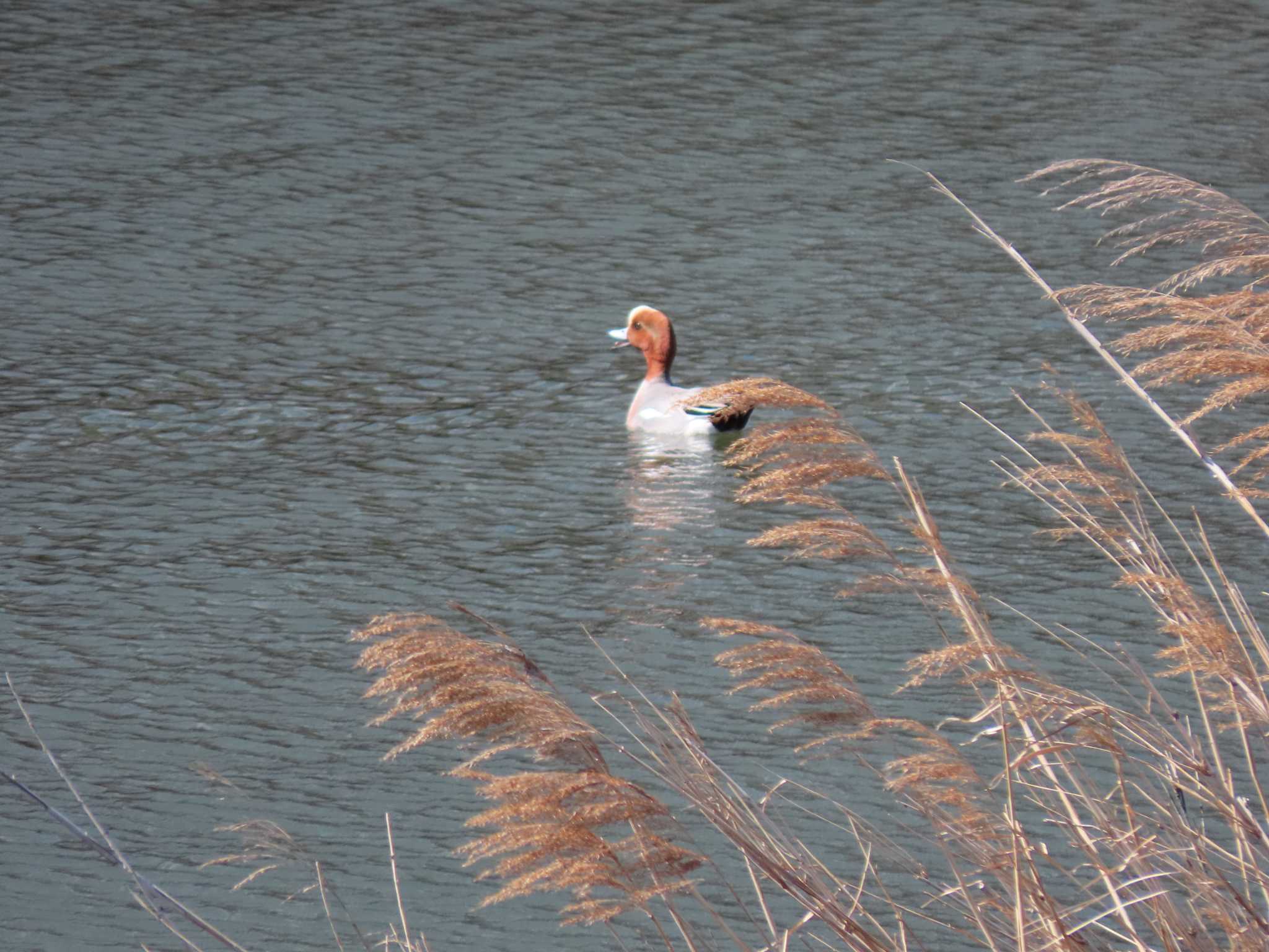 Eurasian Wigeon