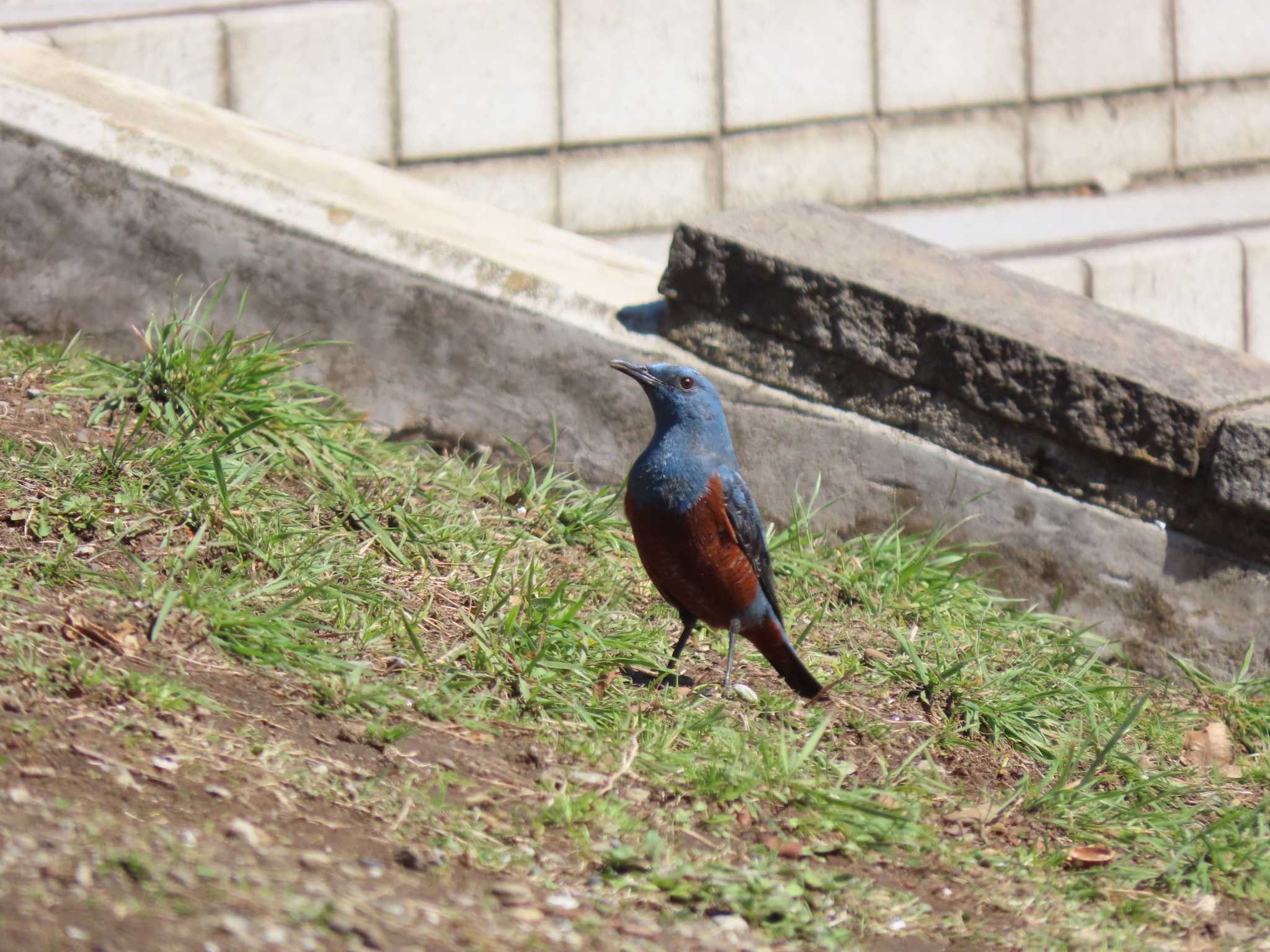 Blue Rock Thrush