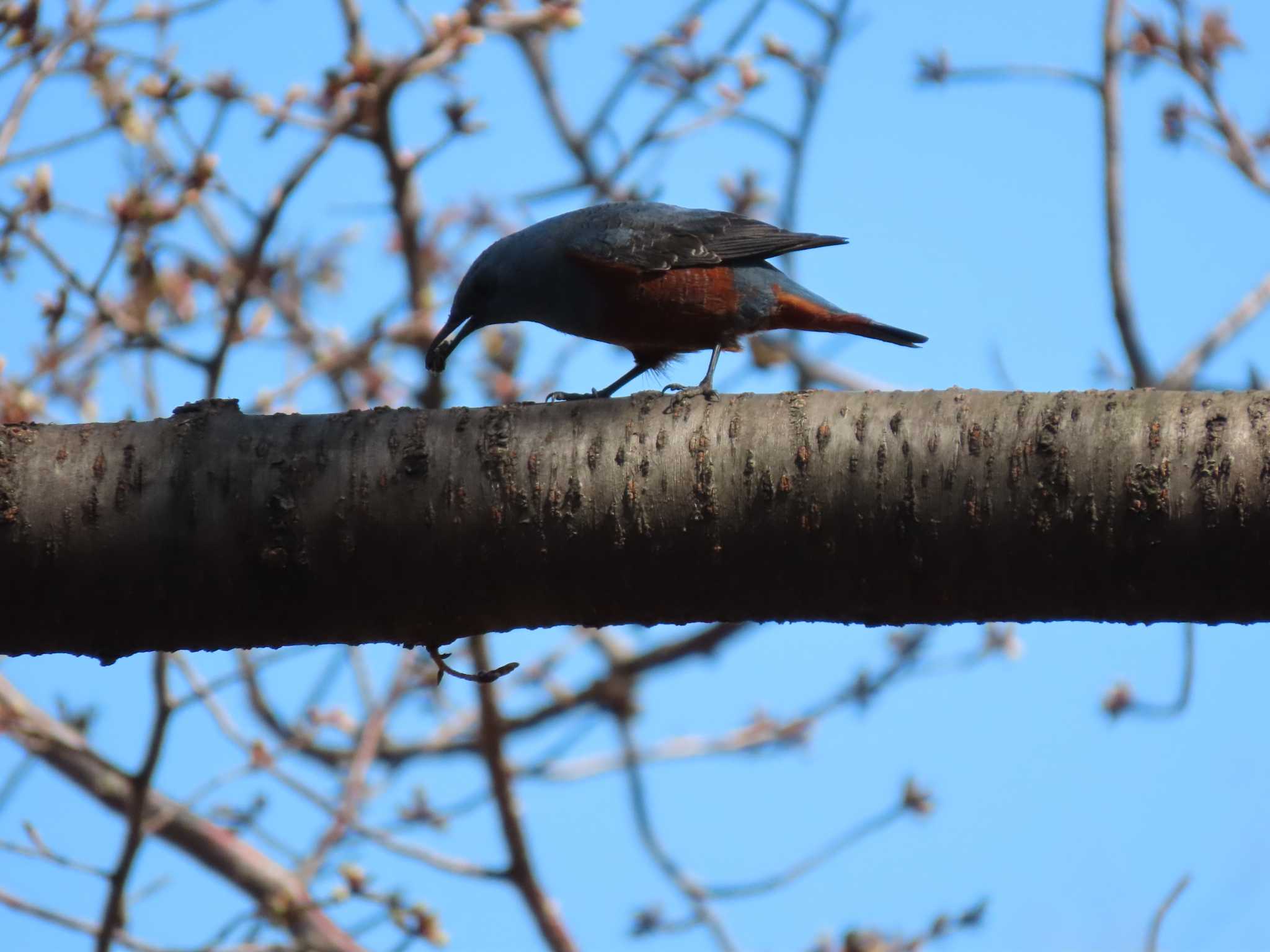 Blue Rock Thrush