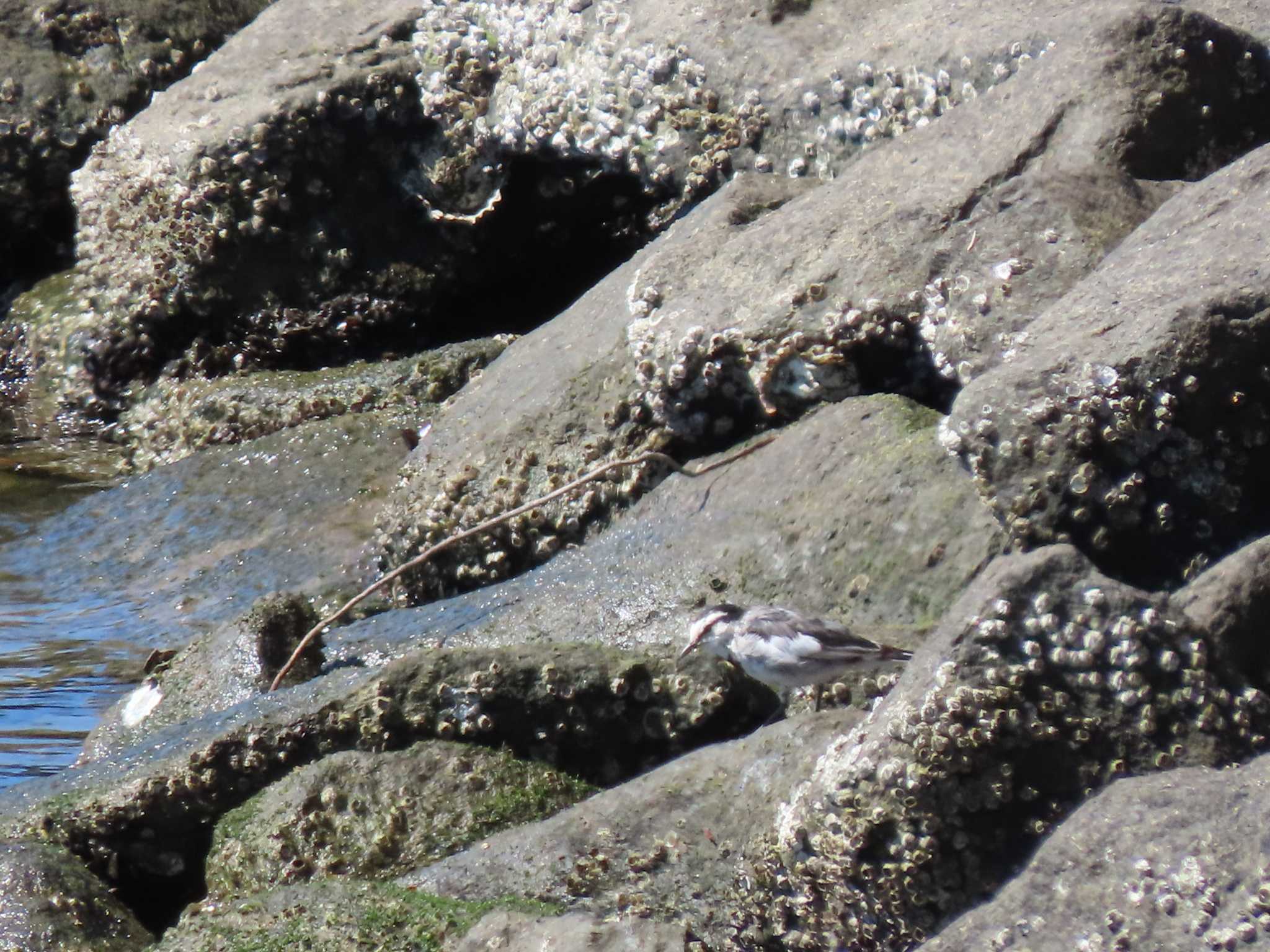 White Wagtail