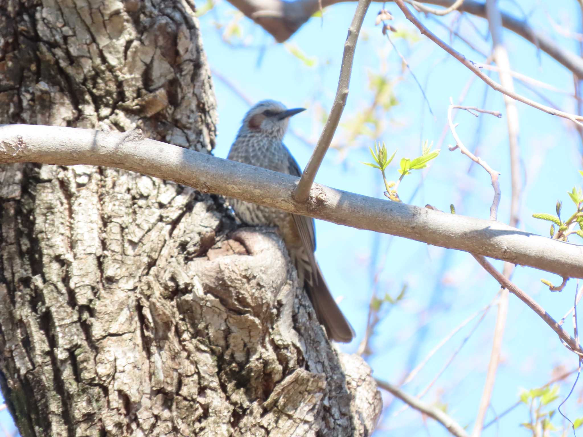 Brown-eared Bulbul