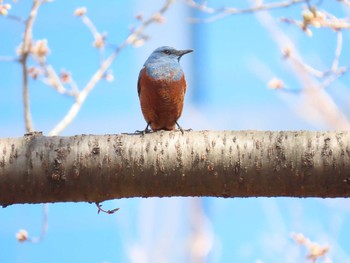 2021年3月15日(月) 東品川海上公園(東京都品川区)の野鳥観察記録