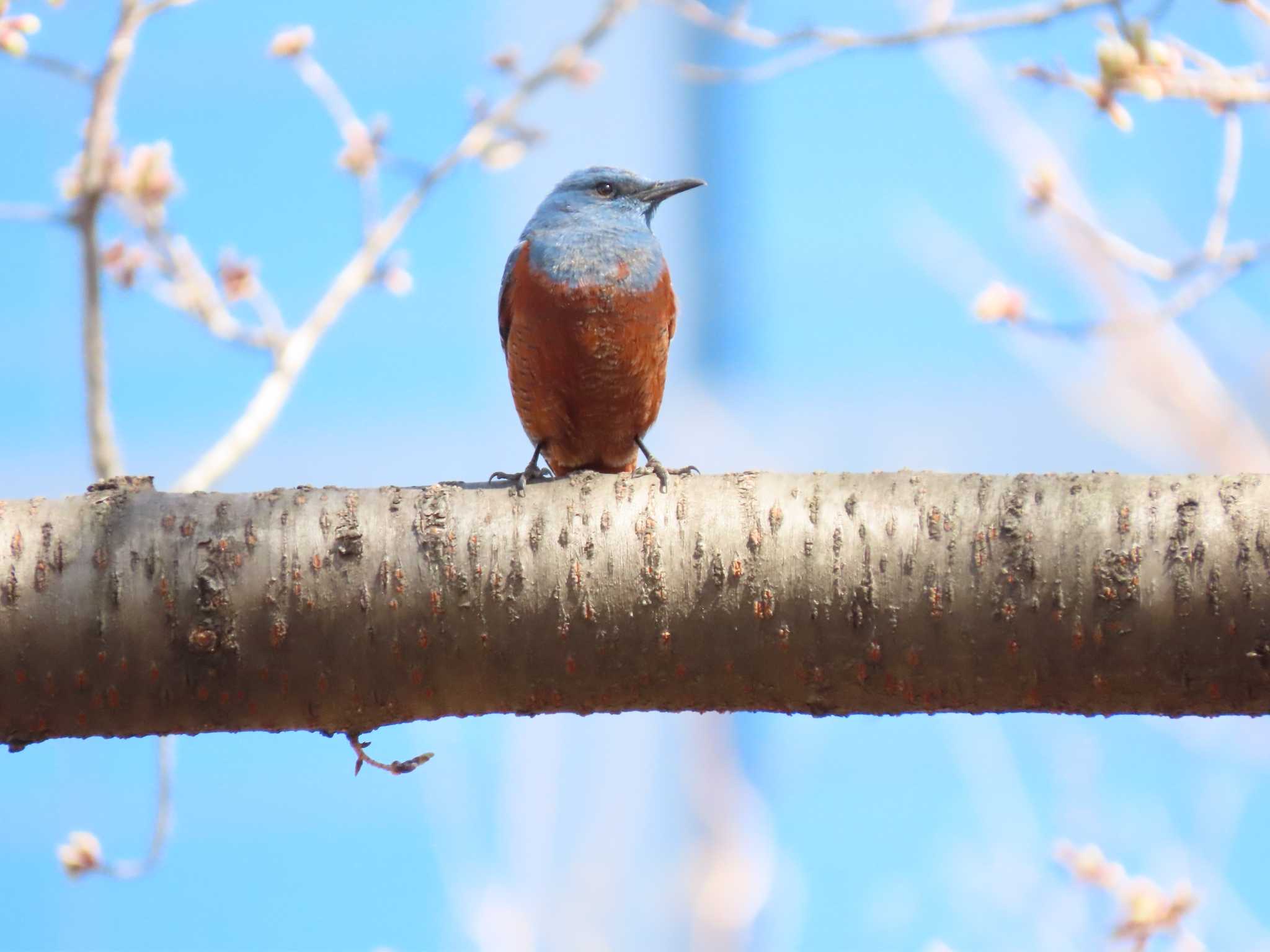 Blue Rock Thrush