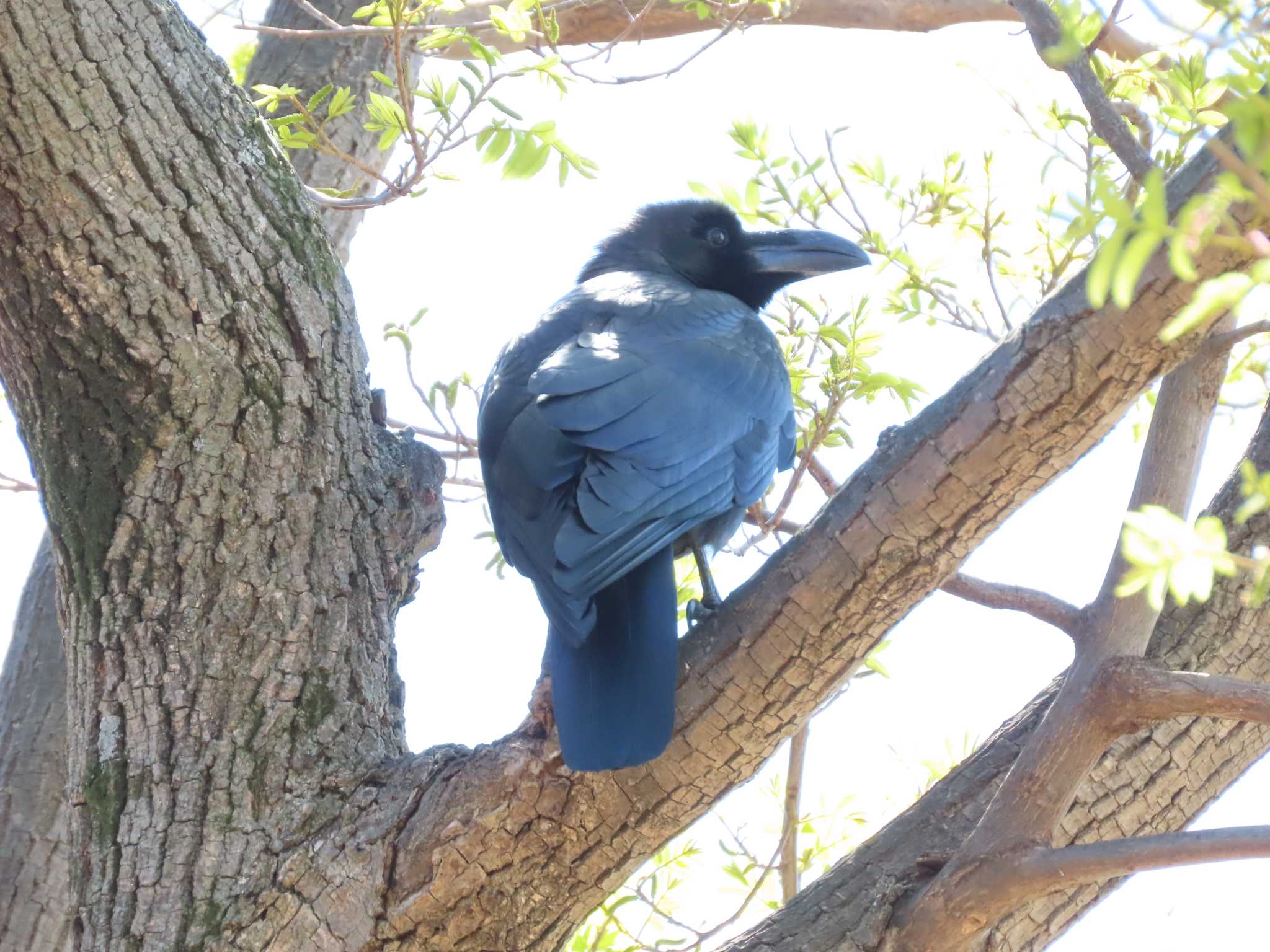 Large-billed Crow