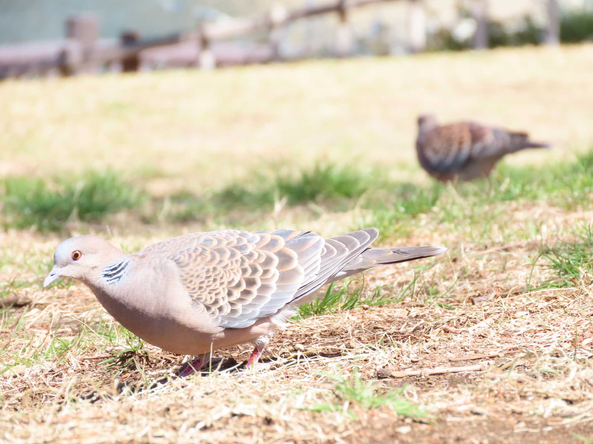 Oriental Turtle Dove