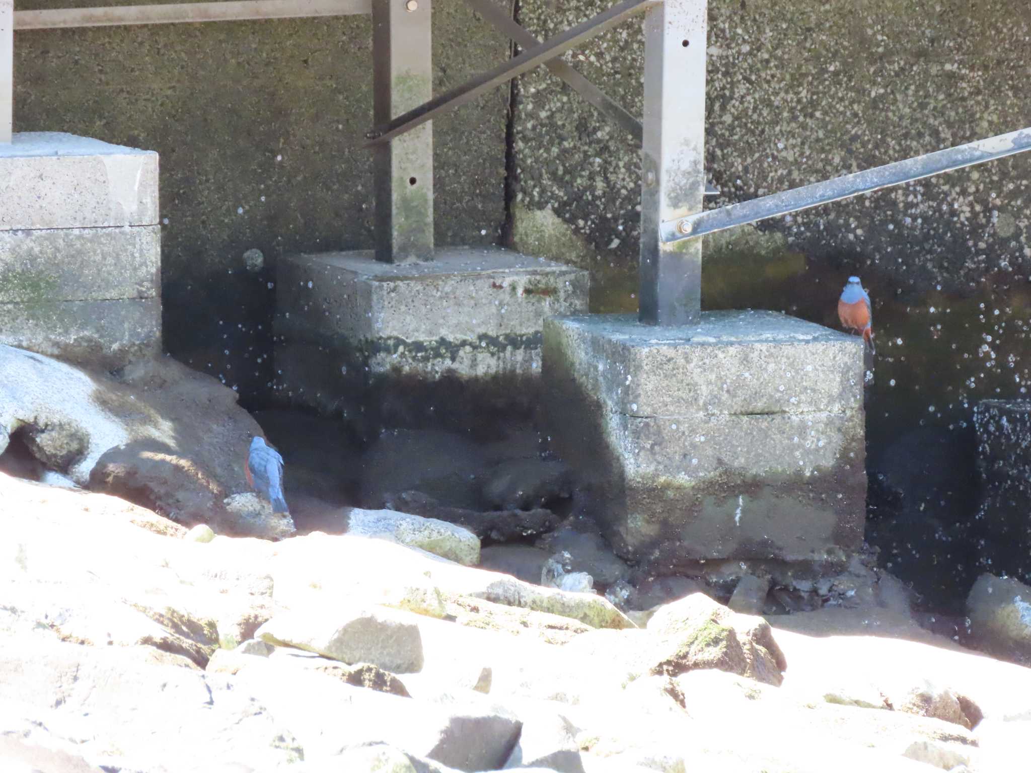 Blue Rock Thrush