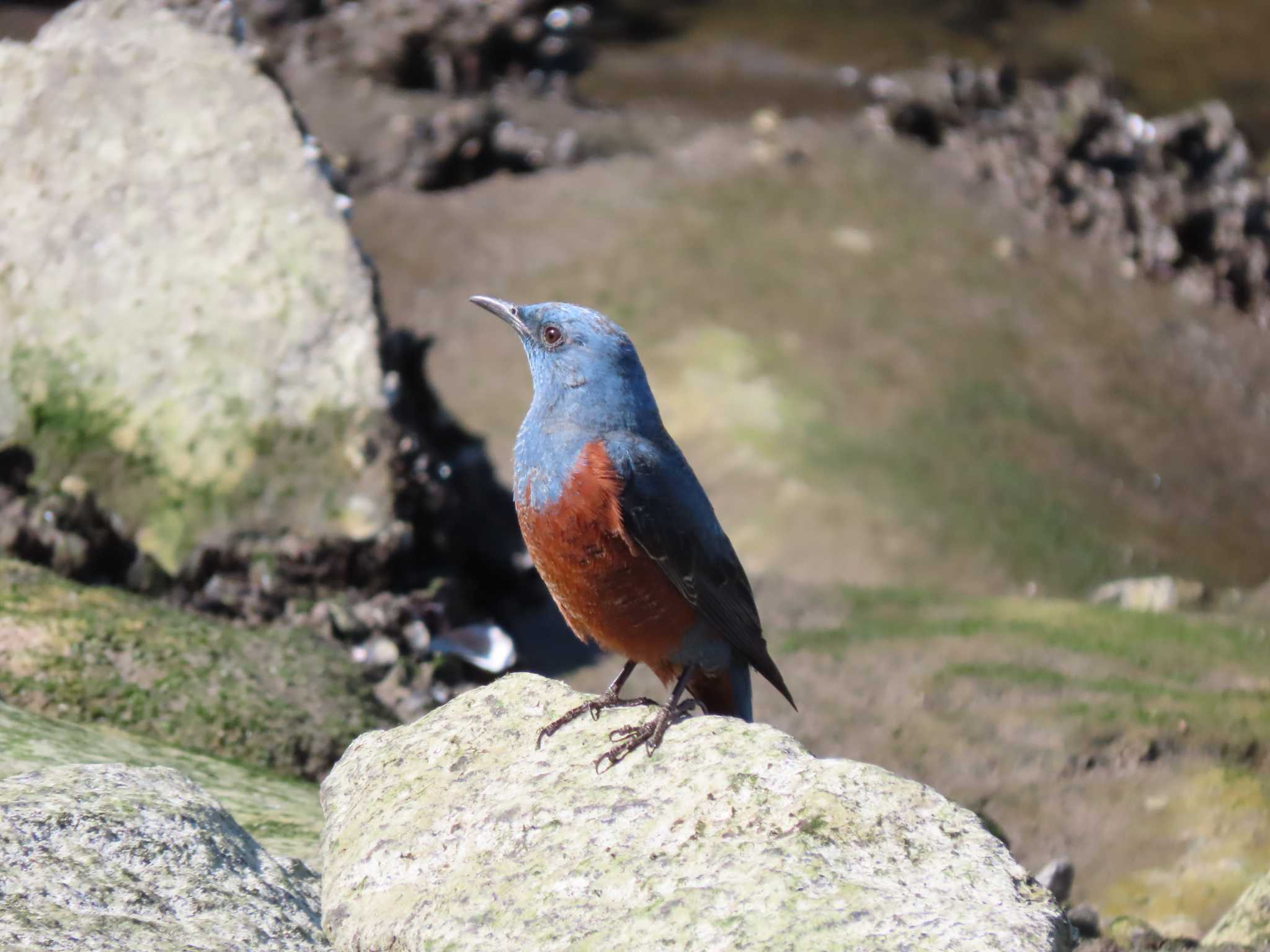 Blue Rock Thrush