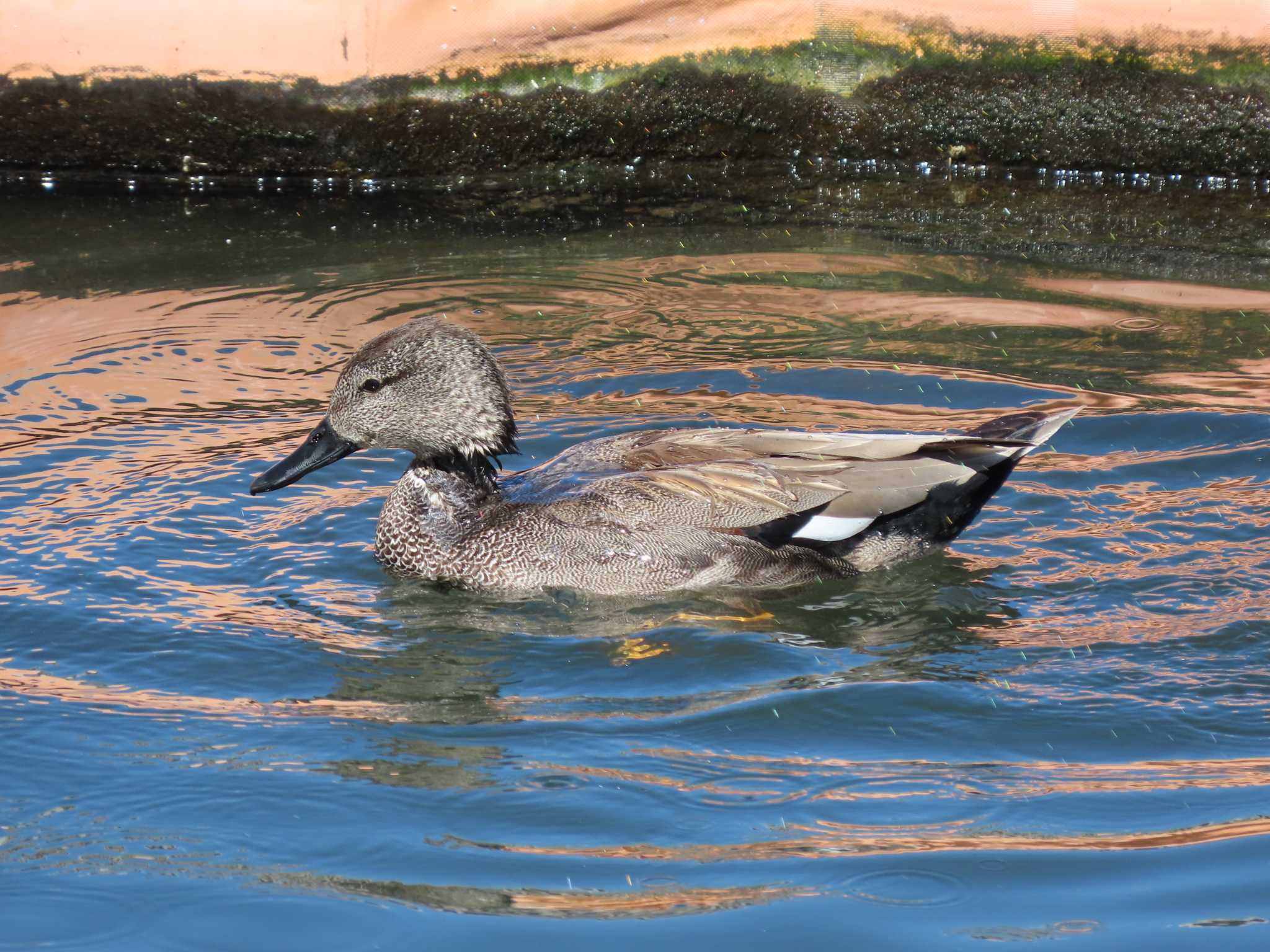 Gadwall