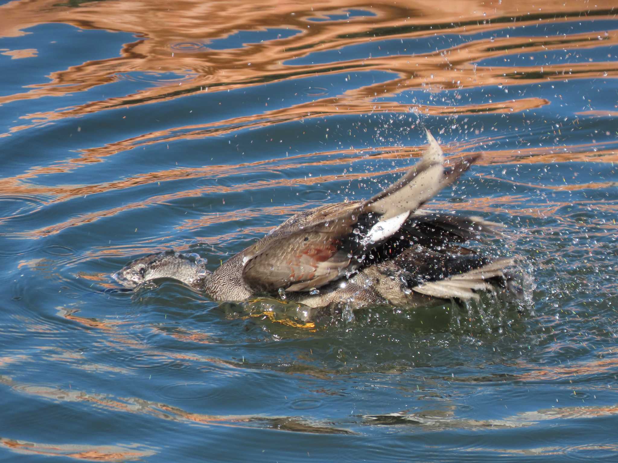 Gadwall