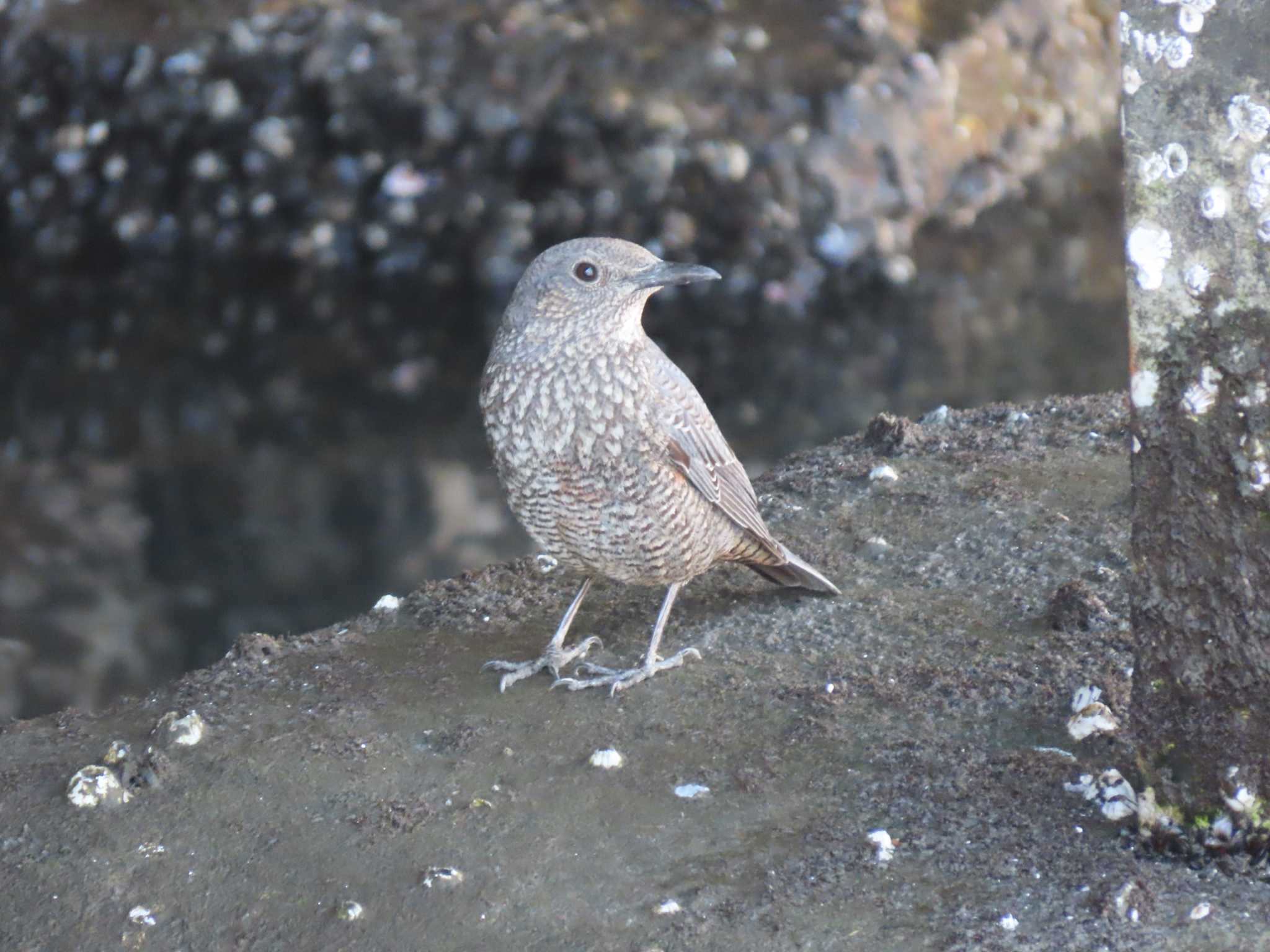 Blue Rock Thrush