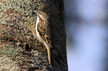 Eurasian Treecreeper 函館市四季の森公園 Sat, 11/24/2018