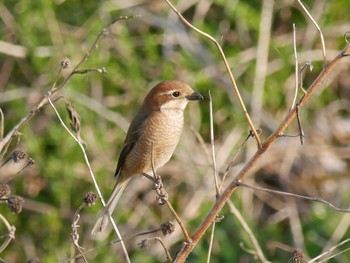 Bull-headed Shrike Shin-yokohama Park Wed, 3/17/2021