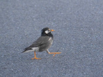 White-cheeked Starling Shin-yokohama Park Wed, 3/17/2021