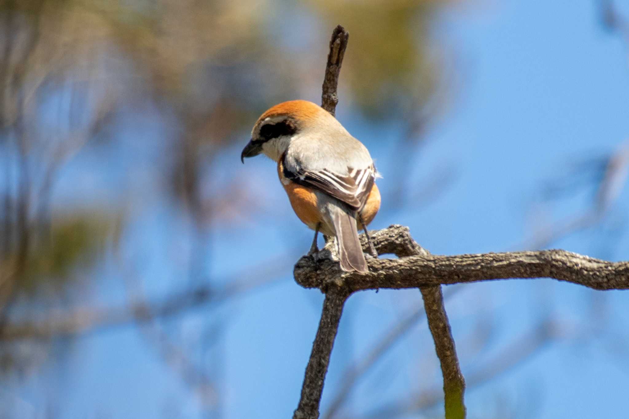 Bull-headed Shrike